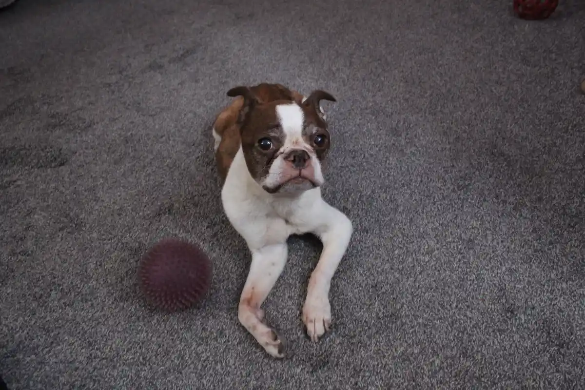 A brown and white Boston Terrier puppy lies on a gray carpet, looking up with a sad, pleading expression. A spiky purple…