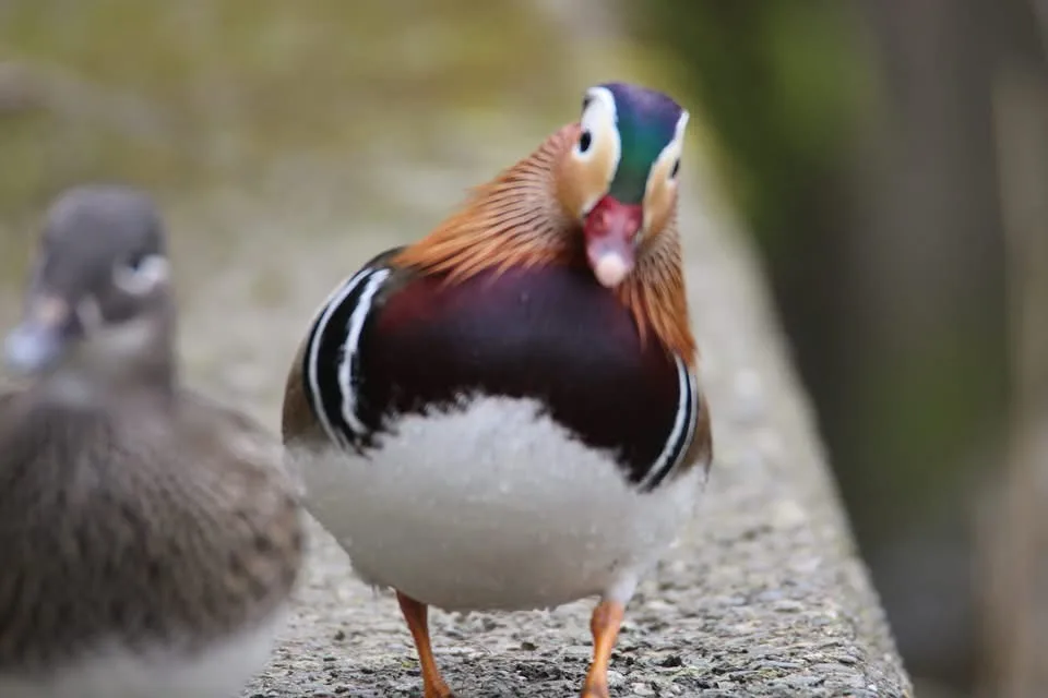A vibrant male mandarin duck with iridescent green, purple, and orange plumage stands prominently on a stone ledge, looking…