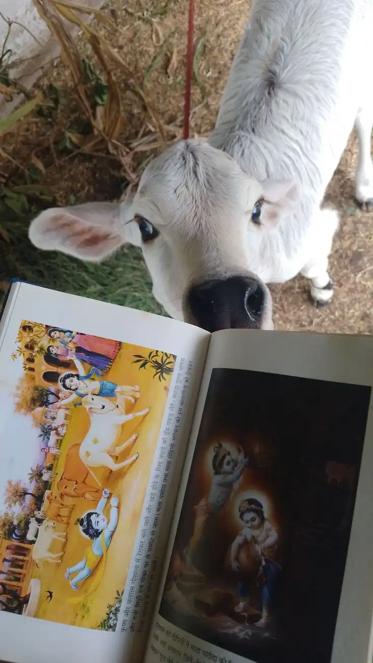 A white calf peers down at an open illustrated book depicting Hindu deities, specifically scenes with Krishna and cows, with…