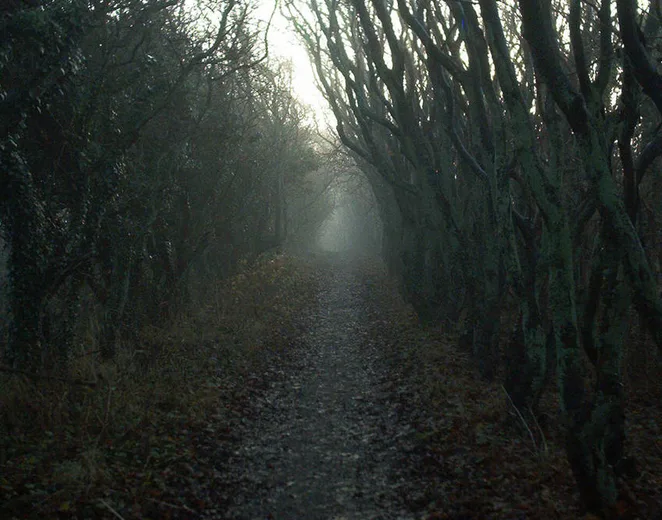 Wandering Through the Serenity of the Woods