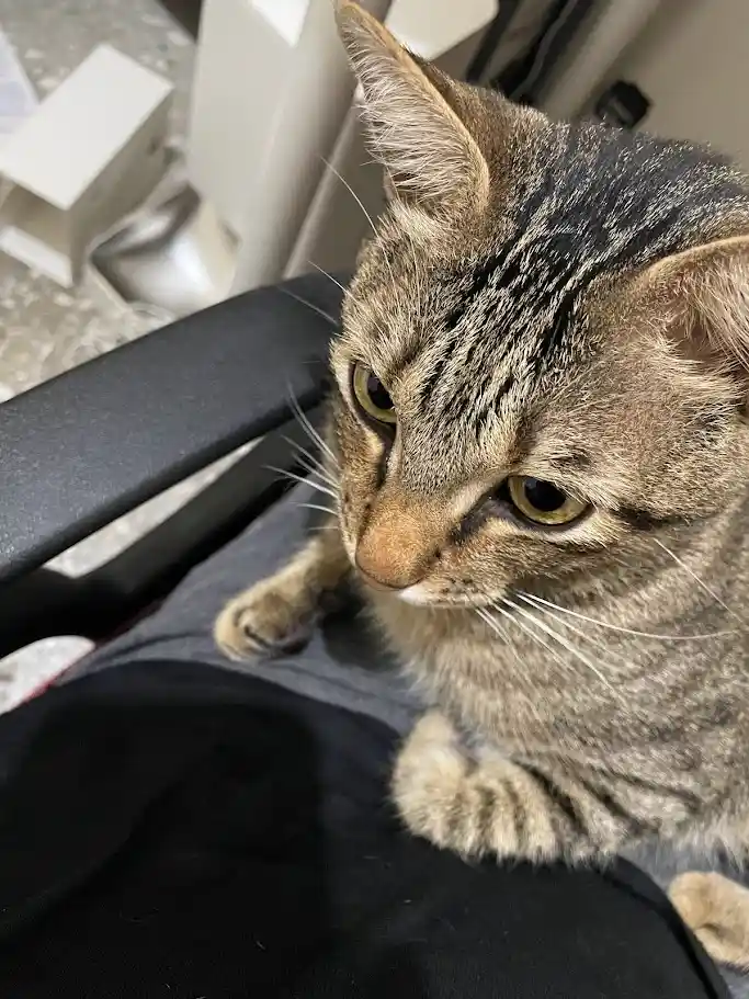 Just Your Average Cat Antics