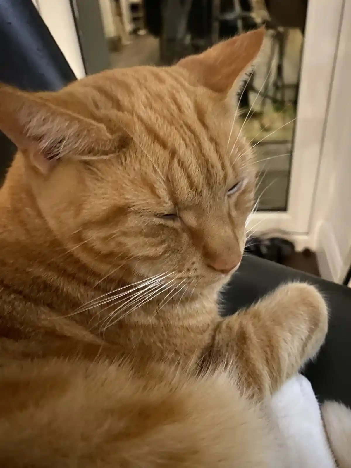 Biscuit’s daily dose of cuteness captured