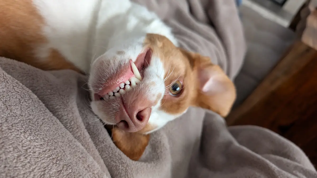 A close-up photo of a brown and white dog lying on a grey blanket, looking up with its mouth open to show its teeth, giving…