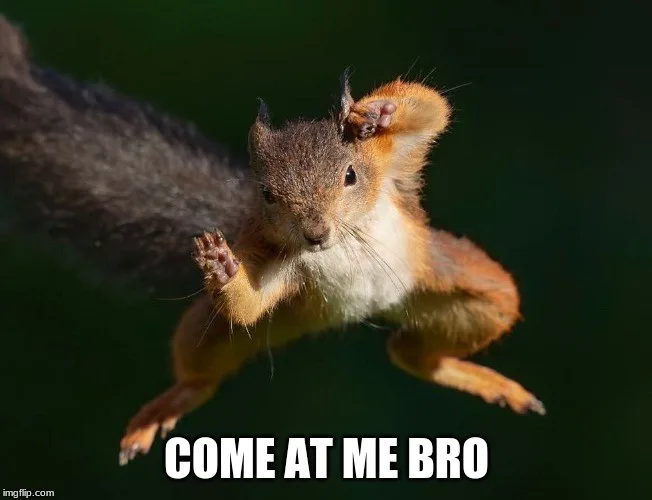 A red squirrel is captured mid-air, leaping with its paws raised in a confrontational pose against a dark green background…