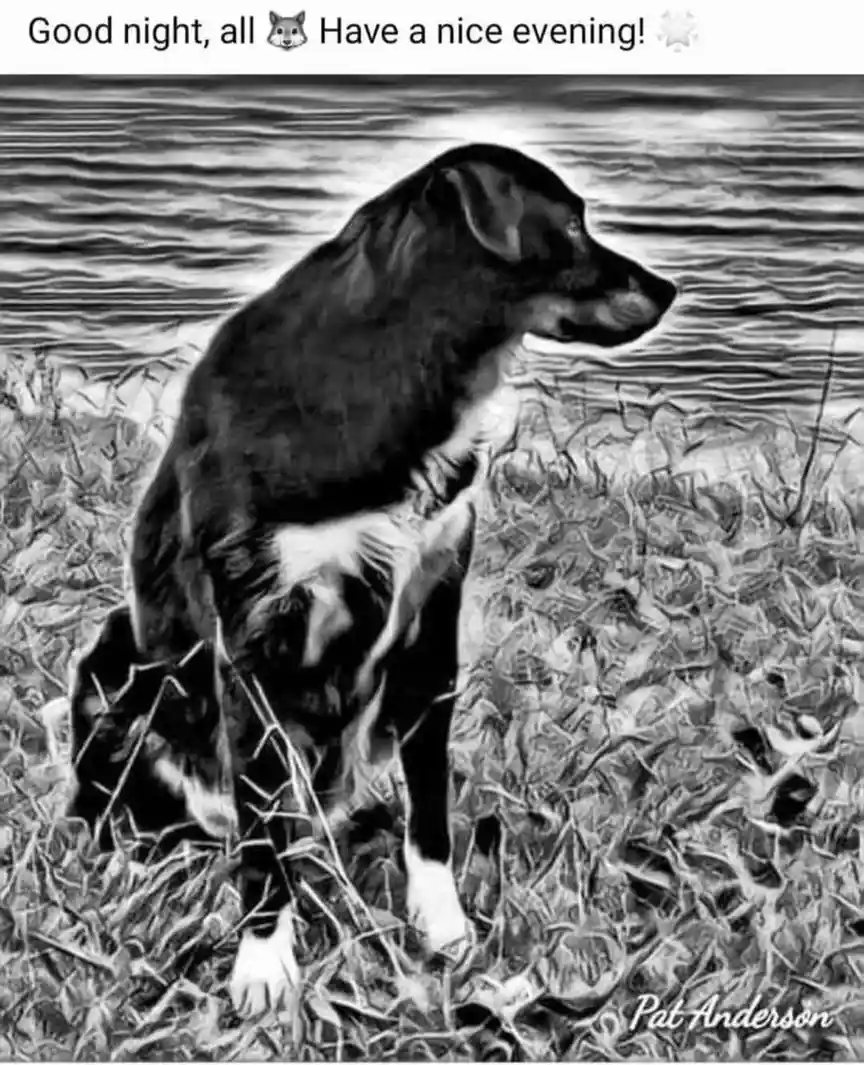 A black and white, stylized image of a dog sitting in grass near water, looking off to the side. The text at the top reads…