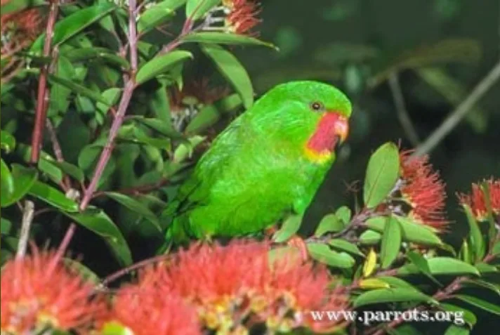 The Red-throated Lorikeet: Possibly Extinct Since 2001