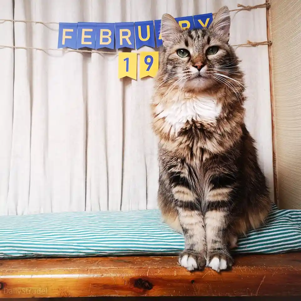 A fluffy tabby cat with green eyes sits upright on a striped pillow on a wooden surface, looking directly at the camera with…