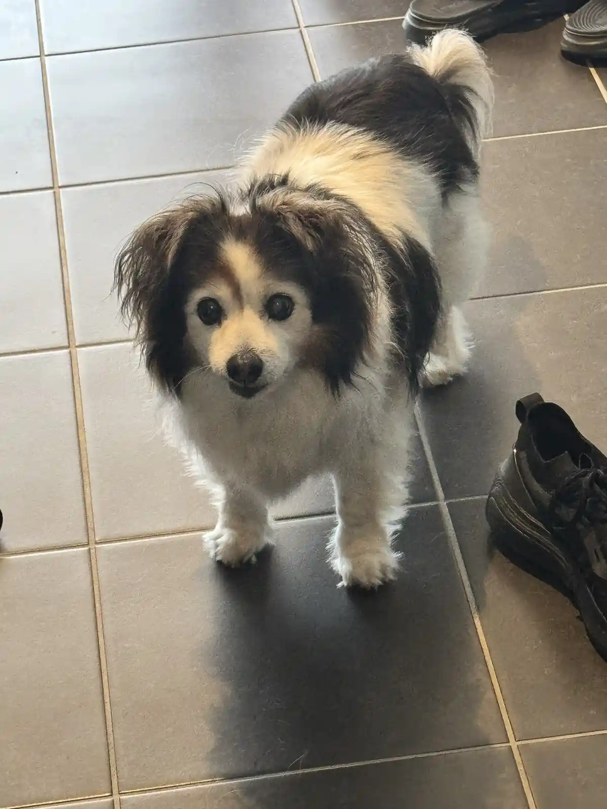 A small black and white fluffy dog with large dark eyes stands on a tiled floor, looking up at the camera. The dog has a…