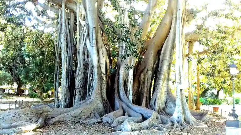 a large, majestic banyan tree with numerous thick trunks and sprawling aerial roots forming a dense, complex structure, set…