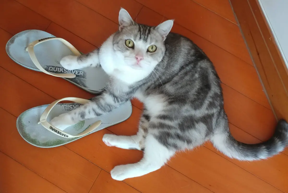 A gray and white tabby cat with green eyes is lying on a wooden floor, with its front paws placed inside a pair of white…