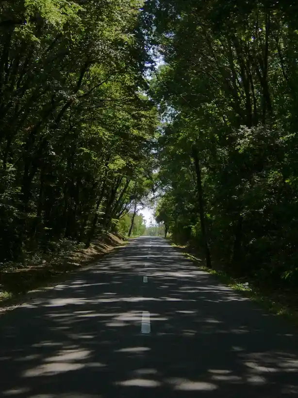 Embarking on a Journey Through the Enchanted Forest