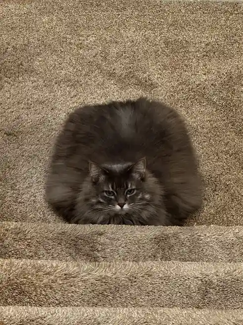 A long-haired, dark gray cat is curled into a tight, round ball on a beige carpeted staircase, looking directly at the…