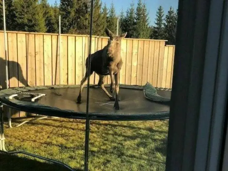 A large moose stands awkwardly on a backyard trampoline, viewed through a glass door. The moose is facing the camera, with a…