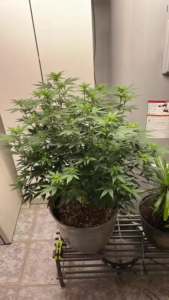 A large, bushy cannabis plant with characteristic serrated leaves grows in a metal bucket on a metal shelf indoors, next to…