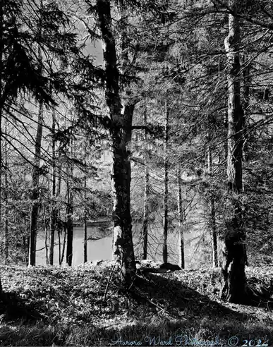 A black-and-white photograph shows a forest scene with tall trees and a body of water visible through the branches. The…