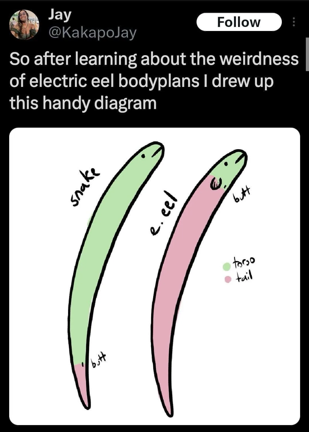 A hand-drawn diagram compares a snake and an electric eel, both colored green and pink respectively, with labels indicating…