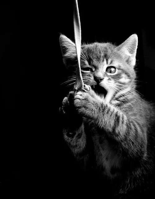 A black and white photo of a small tabby kitten with wide eyes and an open mouth, gripping a long feather toy with both paws…