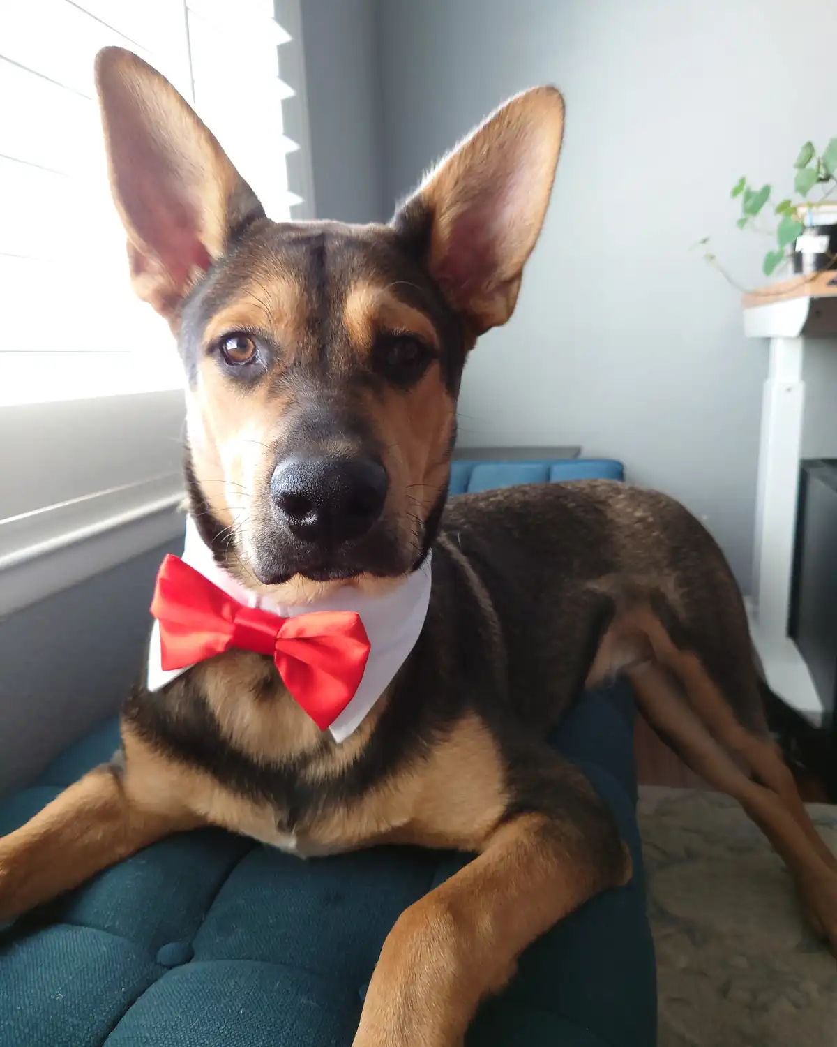 Meet My Adorable Doggo!
