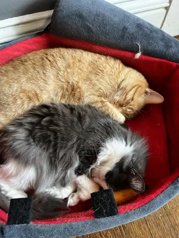 Two cats are curled up sleeping in a red and grey pet bed; one is a ginger tabby and the other is a fluffy grey and white…