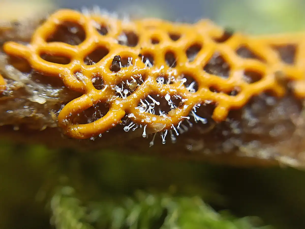 a macro photograph shows a bright orange, honeycomb-patterned fungus growing on a dark brown surface, with tiny white…