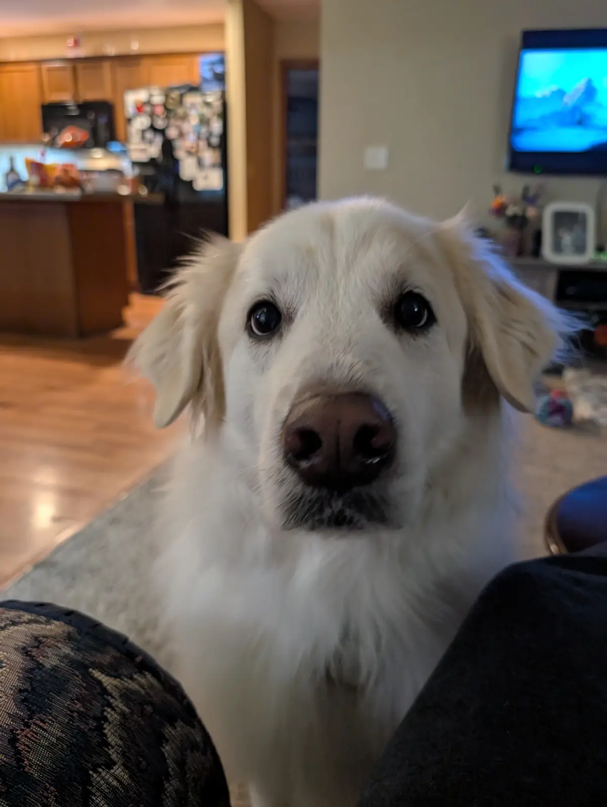 A close-up photo of a fluffy, light-colored dog with large, pleading eyes looking directly at the camera. The dog is sitting…