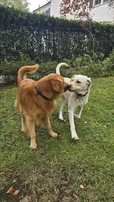 The Dance of Shadow and Chance