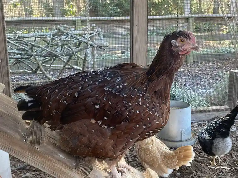 A brown chicken with white-tipped feathers stands on a wooden perch inside a wire-mesh coop, looking alertly to the side…