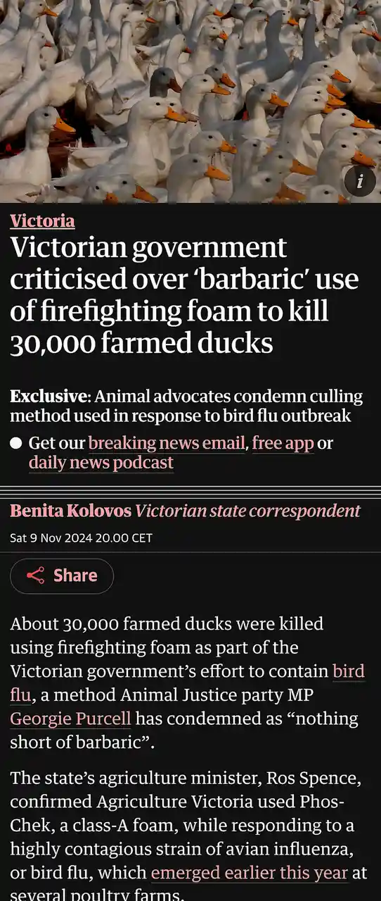 The image displays a dense crowd of white ducks with orange beaks, overlaid with a news article headline about the Victorian…