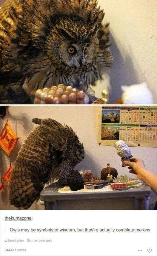 The image is a two-panel meme. The top panel shows a large, fluffy owl with wide, startled eyes staring at a string of…