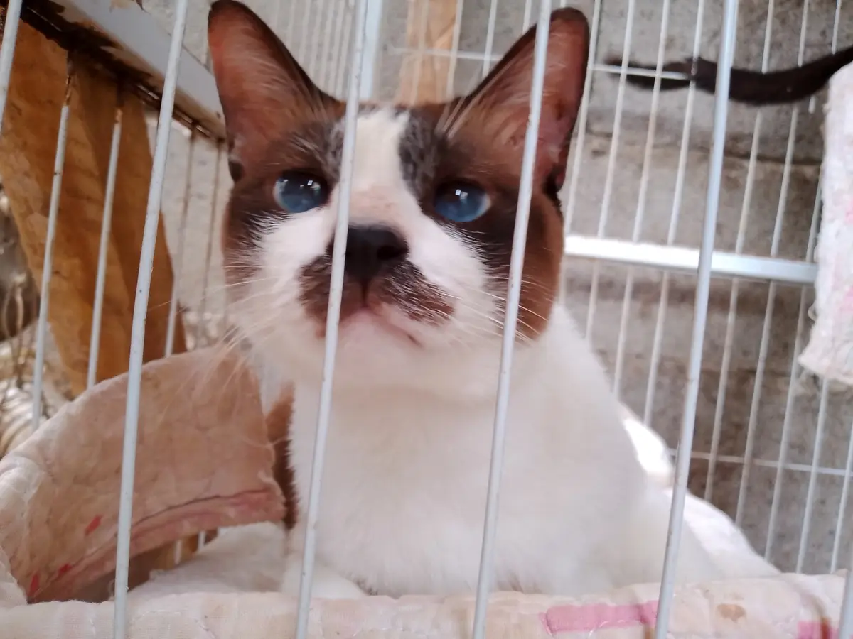 A close-up photo shows a brown and white cat with striking blue eyes looking directly at the camera from inside a white wire…
