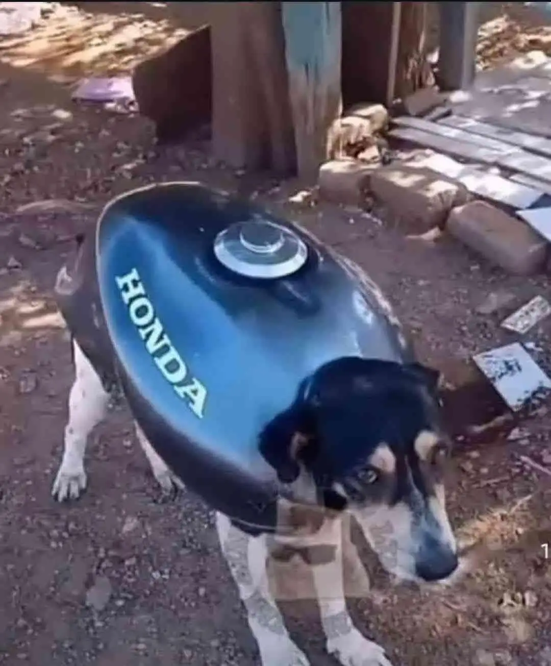 A black and white dog stands on dirt ground wearing a blue Honda motorcycle fuel tank as a makeshift vest. The tank has the…