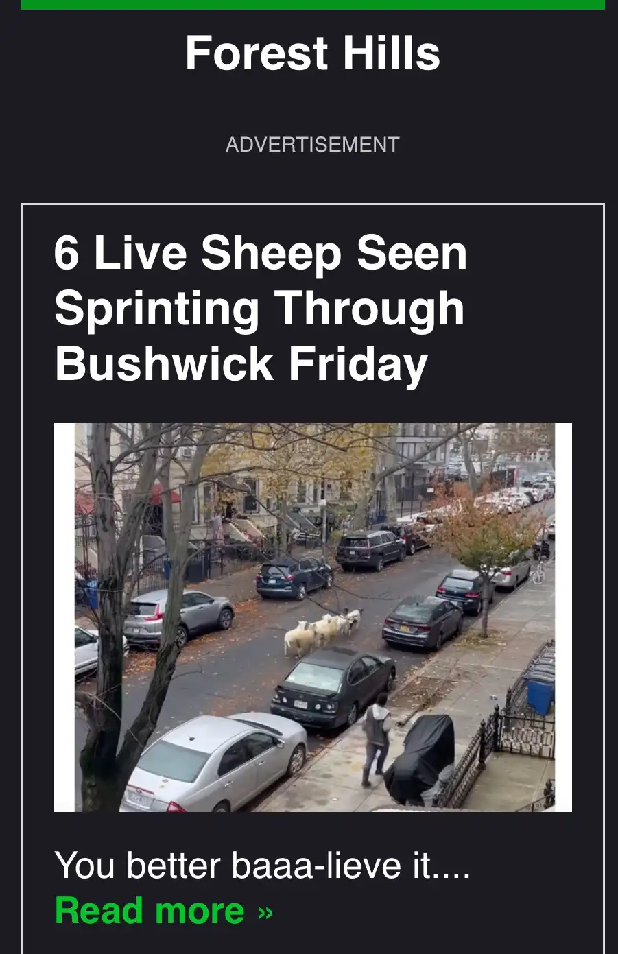 An image mimicking a news advertisement from 'Forest Hills' shows six sheep running down a city street in Bushwick…