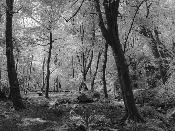 A black-and-white photograph of a dense, leafy forest with tall trees and dappled sunlight filtering through the canopy. The…