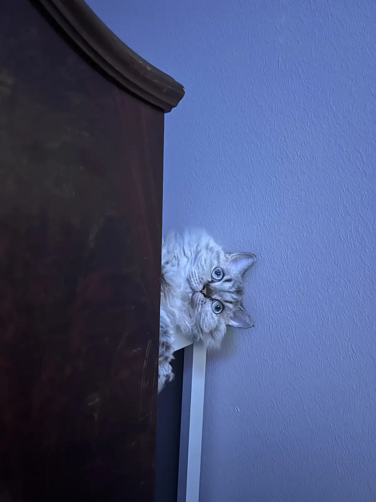 A fluffy, long-haired cat with striking blue eyes peeks out from behind a dark wooden piece of furniture, looking directly…