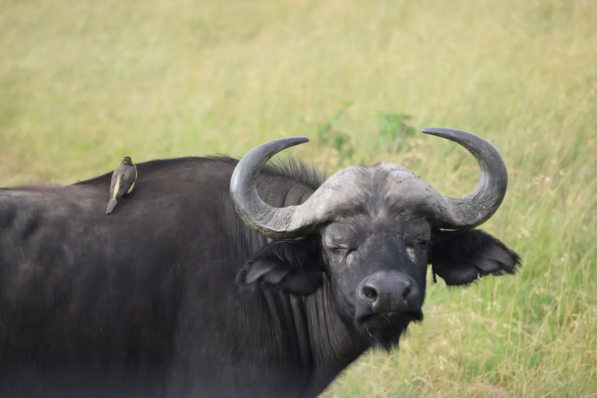 Majestic water buffalo in their element.