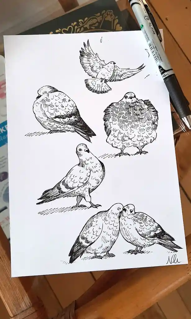 A black-and-white ink drawing on paper shows six pigeons in various poses: one flying, one puffed up, one standing alone…