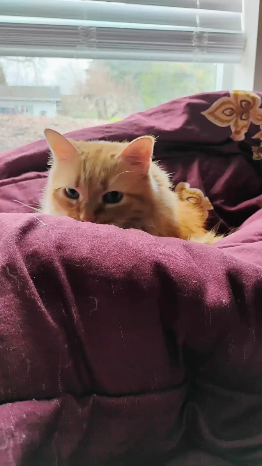 An orange tabby cat with blue eyes peeks out from under a rumpled maroon blanket, looking directly at the camera with a…