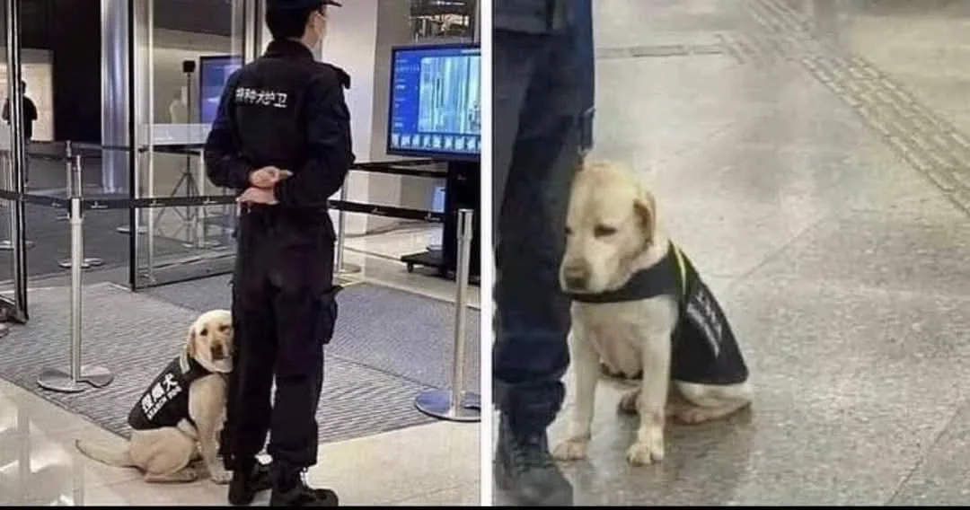 左侧图片中，一名身穿印有“特种犬护卫”字样的黑色制服的安保人员背对镜头站立，身旁坐着一只同样穿着印有“特种犬护卫”字样的黑色背心的浅黄色拉布拉多犬。右侧图片是该犬的特写，它安静地坐着，眼神略显呆萌。背景为室内安检或入口区域，有金属栏杆和显示屏。
