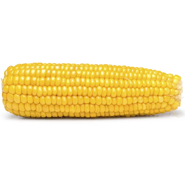 A single, uncooked yellow corn on the cob is shown horizontally against a plain white background. The image has no other…