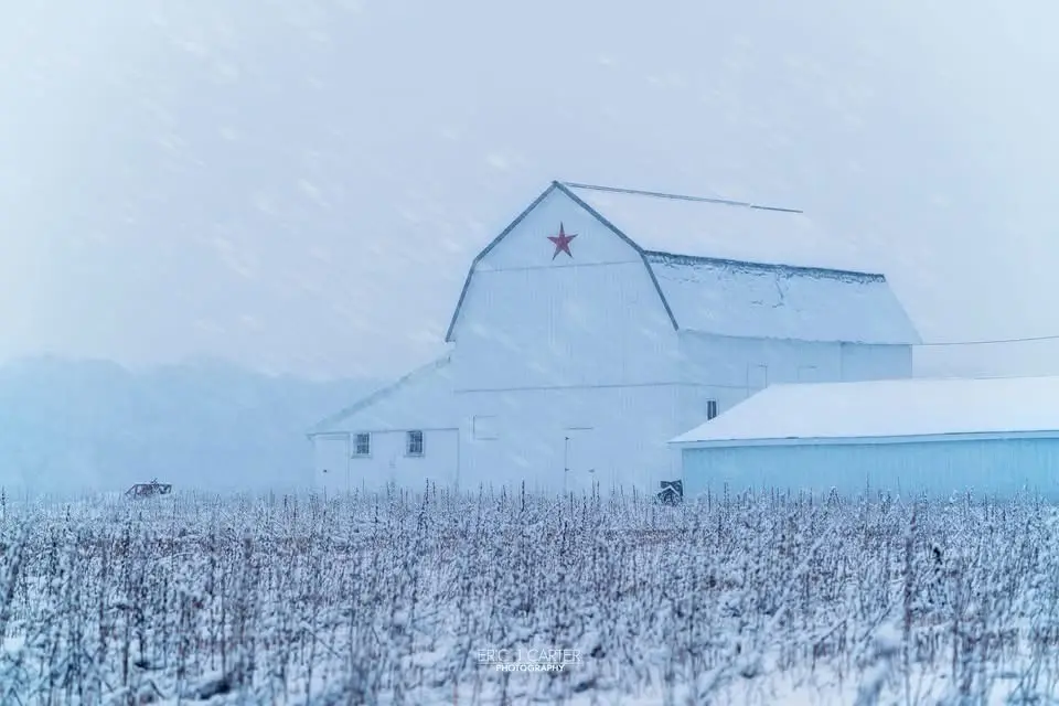 A serene winter scene shows a large white barn with a red star on its gable, surrounded by snow-covered fields and falling…