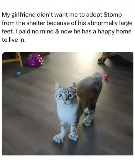A domestic cat with unusually large, wide paws stands on a wooden floor, looking directly at the camera. The overlaid text…