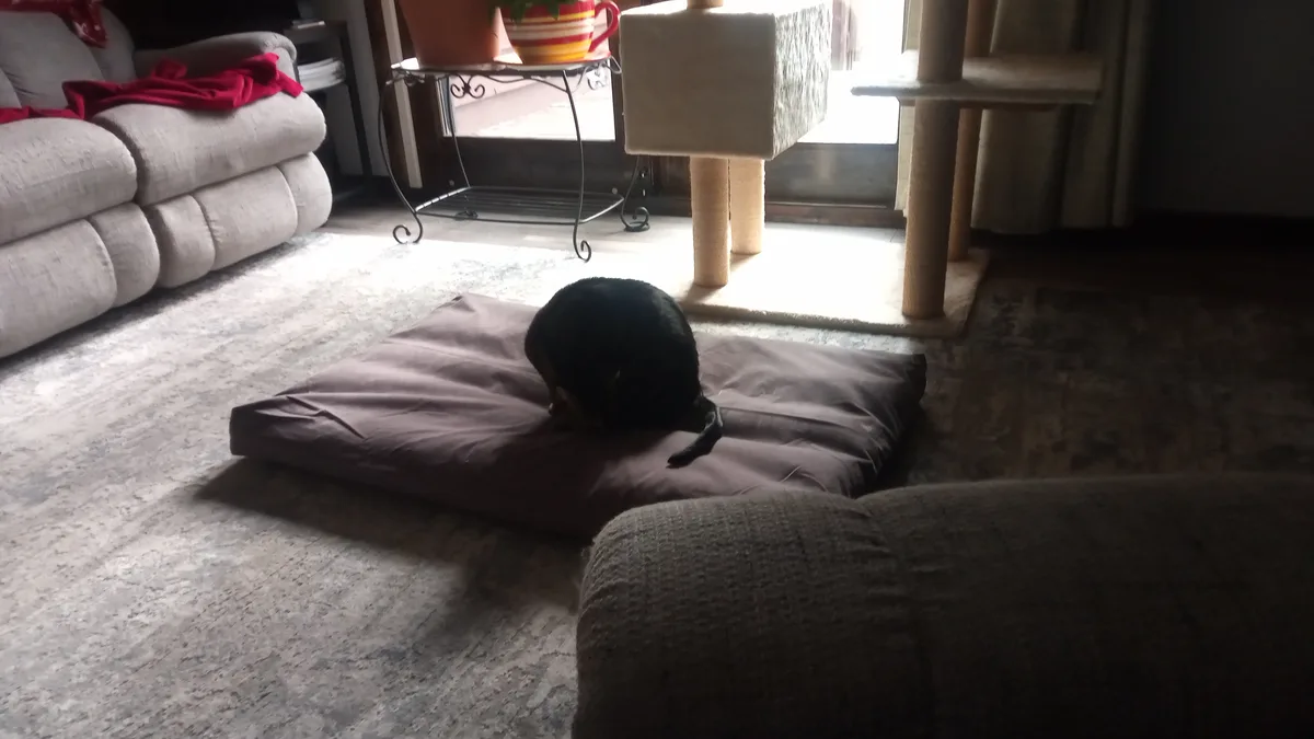 Look at this brand new cozy dog bed!