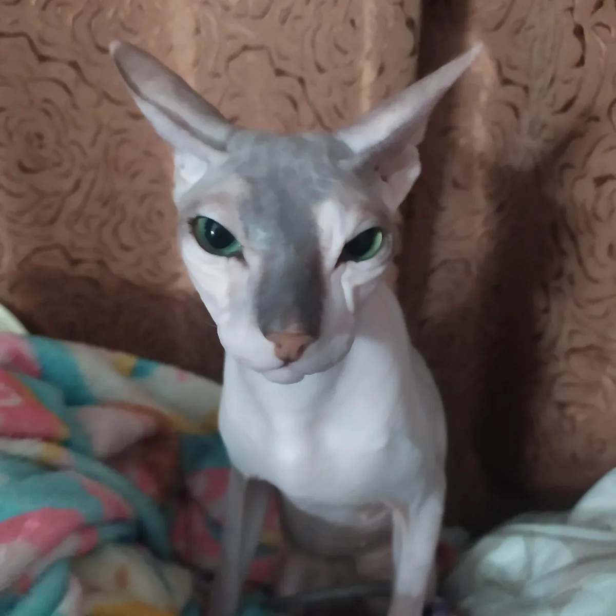 A close-up photo of a hairless Sphynx cat with large green eyes and pointed ears, sitting upright on a colorful blanket…