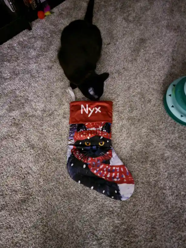 Nyx's Exciting First Christmas Preparations