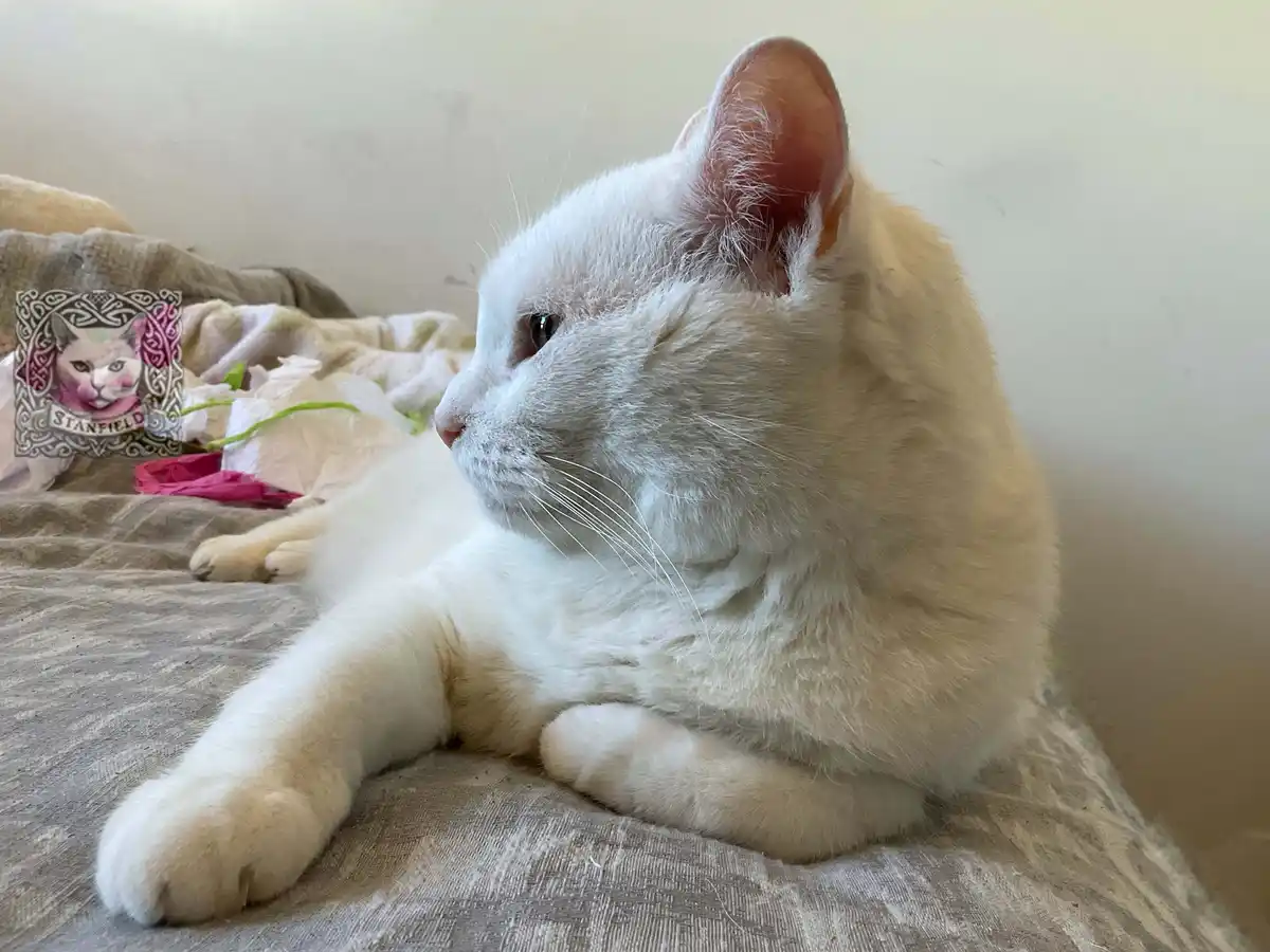 Celebrating Happy Caturday!