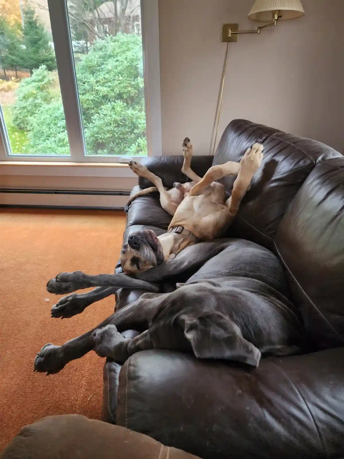 Two large dogs, one fawn-colored and one gray, are lounging upside down on a brown leather couch with their legs in the air…
