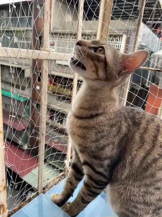 A tabby cat stands on a balcony behind a white net, looking upward with its mouth slightly open in a seemingly disappointed…