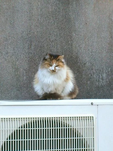 Meet Today's Adorable Cat