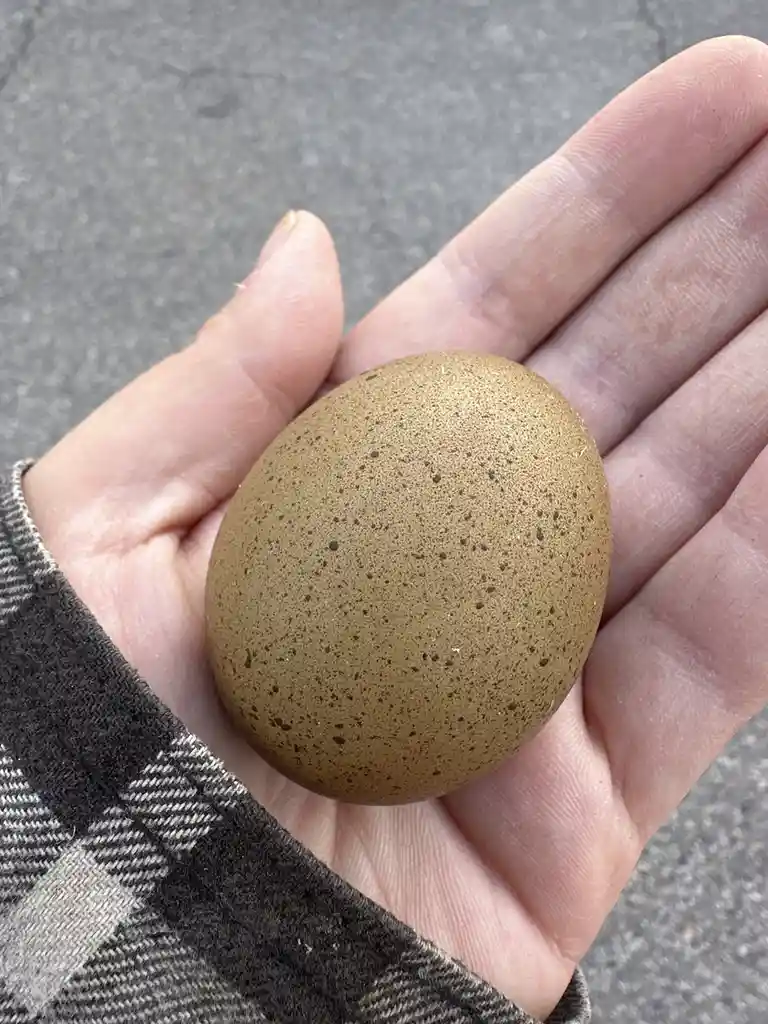 Behold the First Ever Olive Egger Egg!