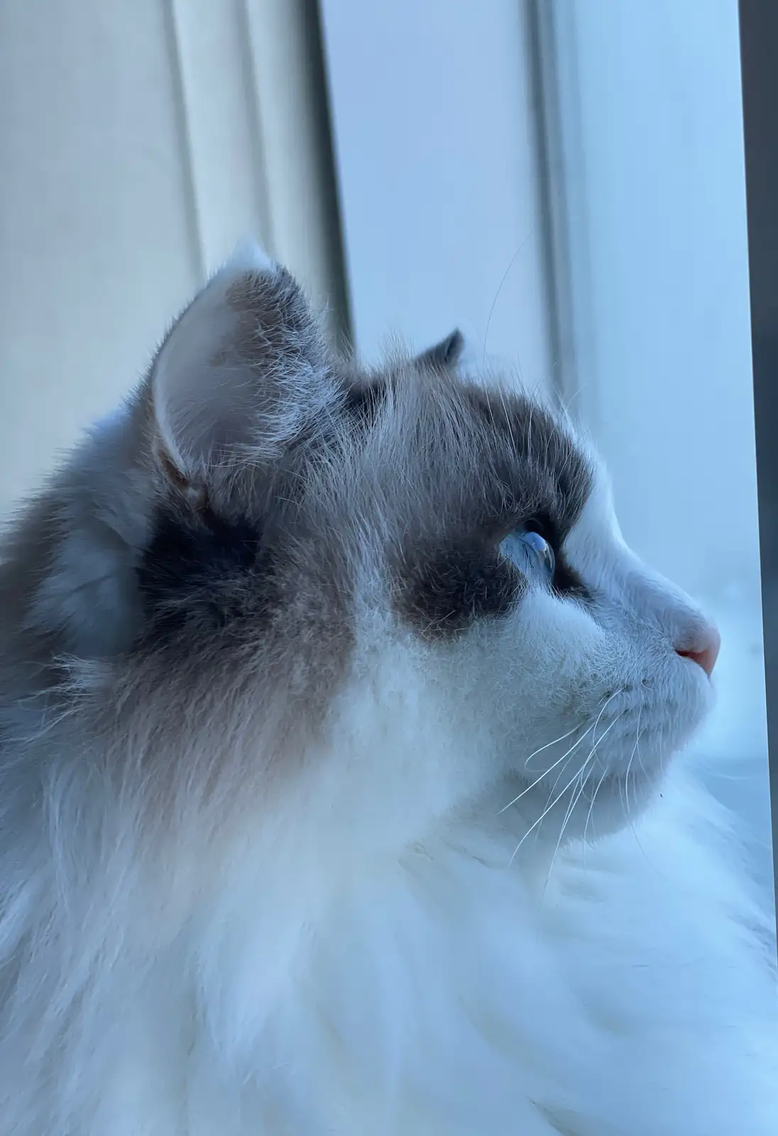 A close-up profile shot of a fluffy, long-haired cat with white and grey fur, looking out a window with a serene expression…